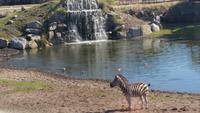 Serengeti Park Hodenhagen &ndash; &copy; Christina Schwarz (Eberhardt TRAVEL)