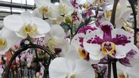 Orchideengarten Celle &ndash; &copy; Christina Schwarz (Eberhardt TRAVEL)