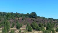 Kutschfahrt durch die Heide &ndash; &copy; Gisela Gerlach (Eberhardt TRAVEL)