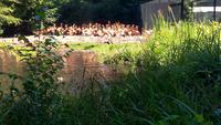 Walsrode. Weltvogelpark &ndash; &copy; Gisela Gerlach (Eberhardt TRAVEL)