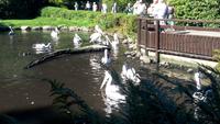 Walsrode. Weltvogelpark &ndash; &copy; Gisela Gerlach (Eberhardt TRAVEL)