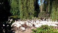 Walsrode. Weltvogelpark &ndash; &copy; Gisela Gerlach (Eberhardt TRAVEL)