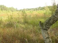 Ribnitzer Moor 2 &ndash; &copy; Margret van Blokland (Eberhardt TRAVEL)