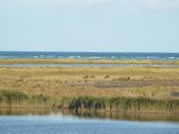 Hirsche am Darss &ndash; &copy; Margret van Blokland (Eberhardt TRAVEL)