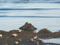 Strand Prerow