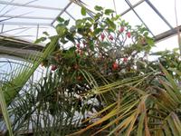 Bad Pyrmont Palmenhaus &ndash; &copy; Peggy Pfützner (Eberhardt TRAVEL)