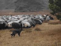 Heidschnucken-Herde &ndash; &copy; Adelheid Fritzsche (Eberhardt TRAVEL)