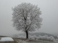 Neujahrsspaziergang