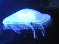 Ozeaneum 2 &ndash; &copy; Margret van Blokland (Eberhardt TRAVEL)
