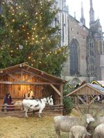 Tag 1 - 1 Besuch des Ulmer Weihnachtsmarktes (3) &ndash; &copy; Sabine Heitzer (Eberhardt TRAVEL)