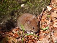 Haselmaus