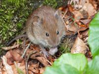 Haselmaus