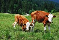 Muuhh! &ndash; &copy; Eric Richter (Eberhardt TRAVEL)