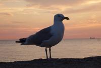 Warnemünde &ndash; &copy; Gabriele Sauer (Eberhardt TRAVEL)