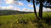 Wanderung mit der Kräuterhexe in Eisenach 