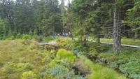 Wanderung zum Veilchenbrunnen im Thüringer Wald - am Schützenberghochmoor &ndash; &copy; Kristin Weigel (Eberhardt TRAVEL)