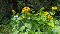 Im Rennsteiggarten Oberhof &ndash; &copy; Kristin Weigel (Eberhardt TRAVEL)
