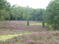 Lüneburger Heide