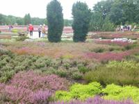 Heidegarten Schneverdingen &ndash; &copy; Kerstin Hugel (Eberhardt TRAVEL)