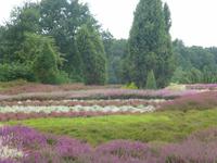 Heidegarten Schneverdingen &ndash; &copy; Kerstin Hugel (Eberhardt TRAVEL)