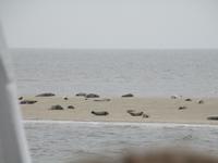 Seehunde &ndash; &copy; Heike Meinhold (Eberhardt TRAVEL)