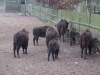 Wisentreservat  &ndash; &copy; Kerstin Hugel (Eberhardt TRAVEL)