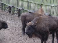 Wisentreservat  &ndash; &copy; Kerstin Hugel (Eberhardt TRAVEL)