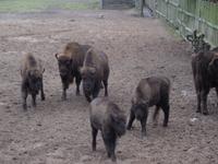 Wisentreservat  &ndash; &copy; Kerstin Hugel (Eberhardt TRAVEL)