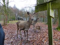 Wildpark Knüll &ndash; &copy; Michael Krause (Eberhardt TRAVEL)