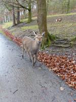 Wildpark Knüll &ndash; &copy; Michael Krause (Eberhardt TRAVEL)
