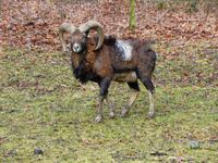 Wildpark Knüll &ndash; &copy; Michael Krause (Eberhardt TRAVEL)