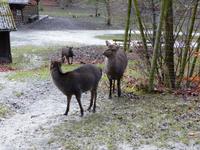 Wildpark Knüll &ndash; &copy; Michael Krause (Eberhardt TRAVEL)