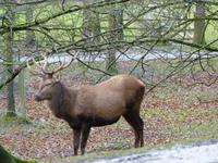 Wildpark Knüll &ndash; &copy; Michael Krause (Eberhardt TRAVEL)