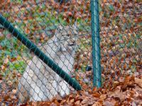 Wildpark Knüll - hier gibt's Luchse &ndash; &copy; Michael Krause (Eberhardt TRAVEL)