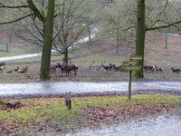 Wildpark Knüll
