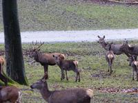 Wildpark Knüll &ndash; &copy; Michael Krause (Eberhardt TRAVEL)