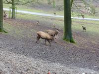 Wildpark Knüll &ndash; &copy; Michael Krause (Eberhardt TRAVEL)
