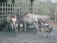Wildpark Knüll - Fütterung &ndash; &copy; Michael Krause (Eberhardt TRAVEL)