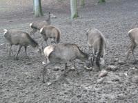 Wildpark Knüll - Fütterung &ndash; &copy; Michael Krause (Eberhardt TRAVEL)