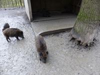 Wildpark Knüll - Fütterung &ndash; &copy; Michael Krause (Eberhardt TRAVEL)