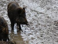 Wildpark Knüll &ndash; &copy; Michael Krause (Eberhardt TRAVEL)