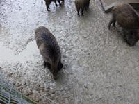 Wildpark Knüll &ndash; &copy; Michael Krause (Eberhardt TRAVEL)
