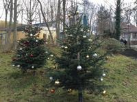 Weihnachtsbäume &ndash; &copy; Uta Schöne (Eberhardt TRAVEL)