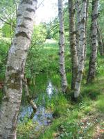 Schwarzes Moor &ndash; &copy; Ina Lakermann (Eberhardt TRAVEL)