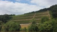 Weinberge bei Miltenberg &ndash; &copy; Brigitte Mühle (Eberhardt TRAVEL)