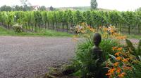Wein in Bad Dürkheim