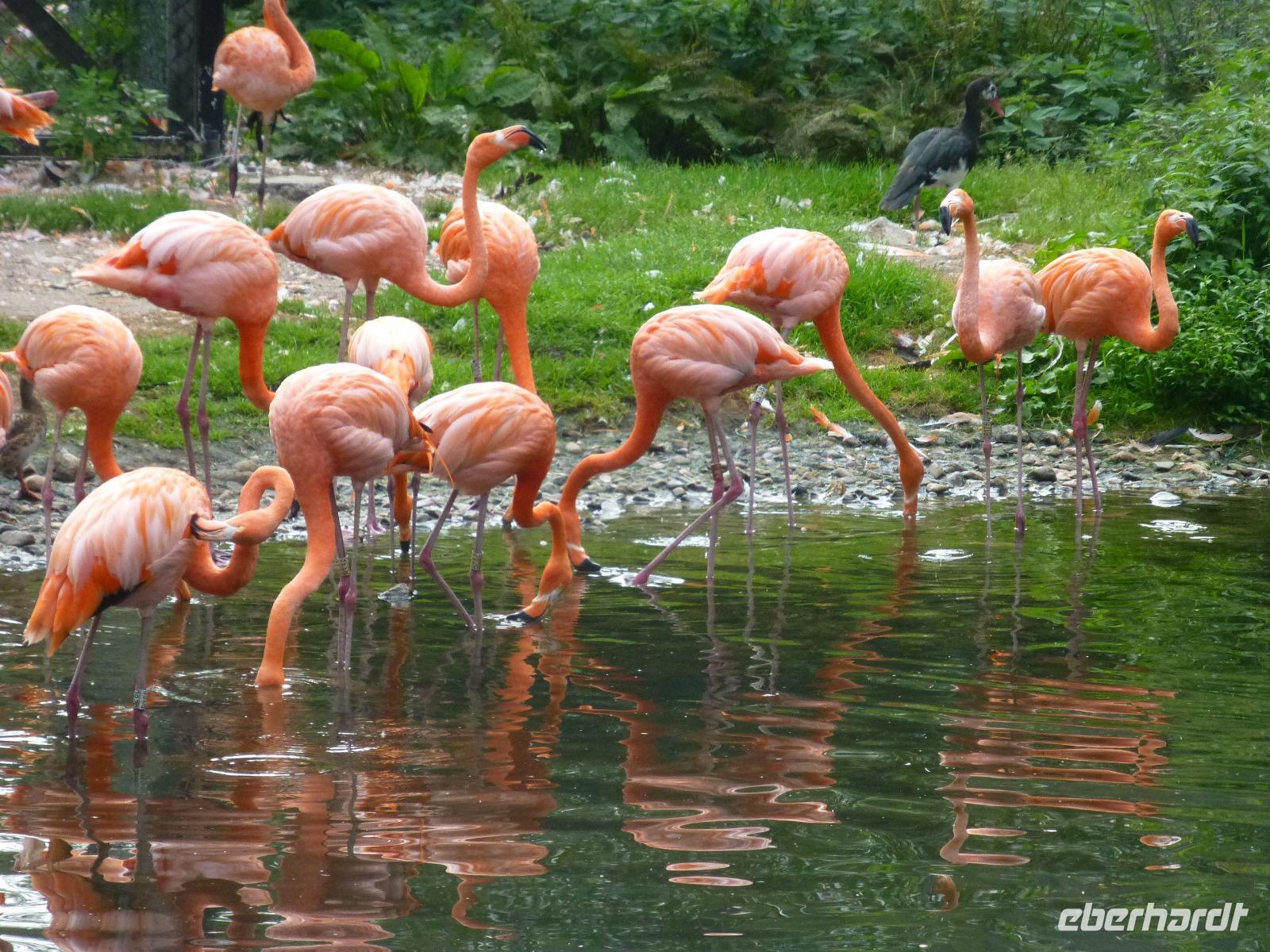 Vogelpark Walsrode &ndash; &copy; Kerstin Hugel (Eberhardt TRAVEL)