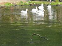 Vogelpark Walsrode &ndash; &copy; Kerstin Hugel (Eberhardt TRAVEL)