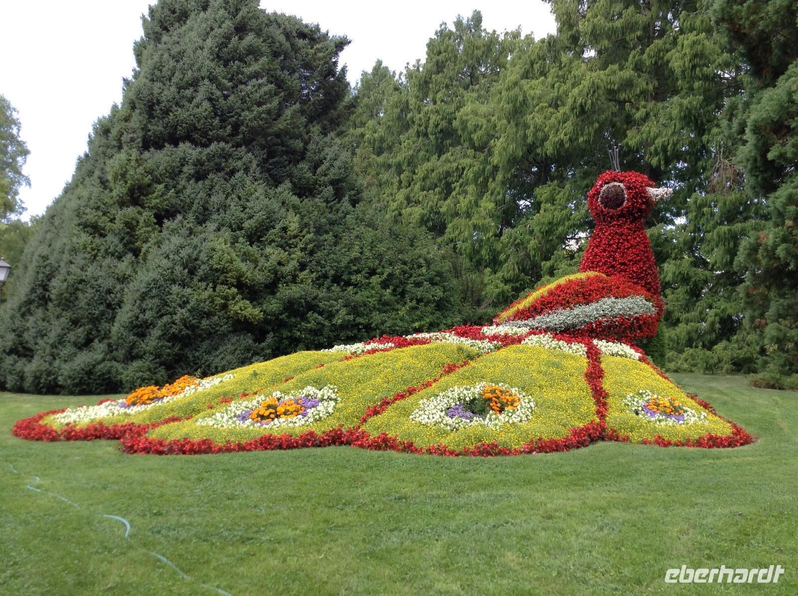 der Pfau &ndash; &copy; Uta Schöne (Eberhardt TRAVEL)