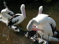 Vogelpark Walsrode &ndash; &copy; Martina Pötschke (Eberhardt TRAVEL)
